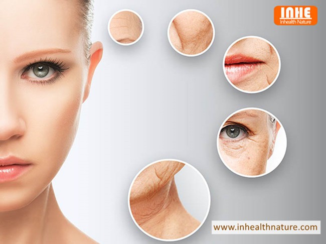How Oleanolic Acid Powder Improves Skin Elasticity and Aging