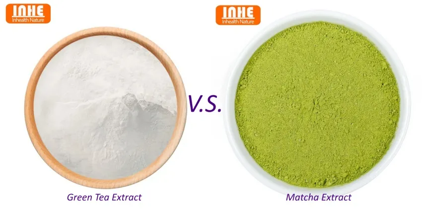 Green Tea Extract vs Matcha Extract Green Tea Extract vs Matcha Extract